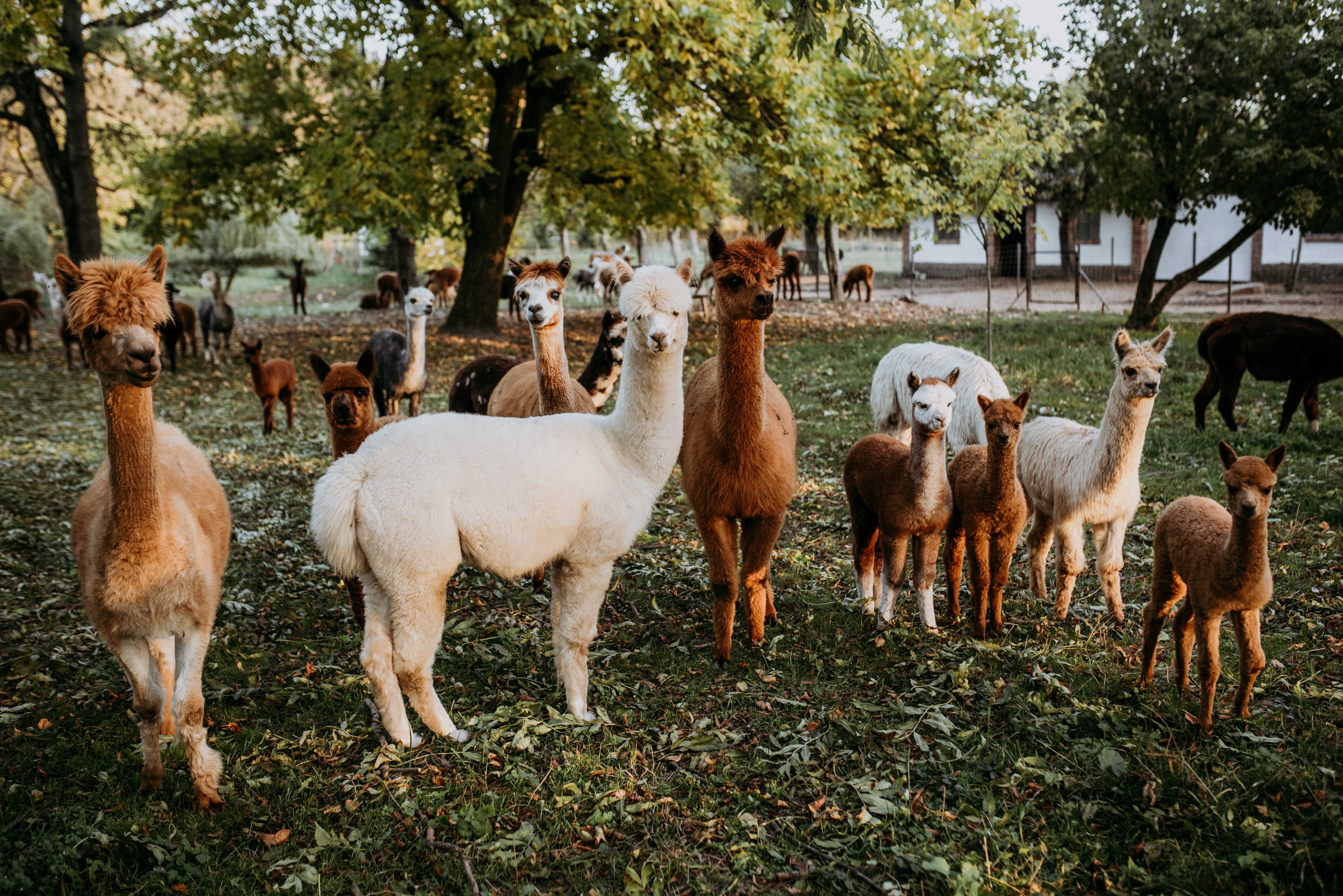 Alpakas auf der Ranch